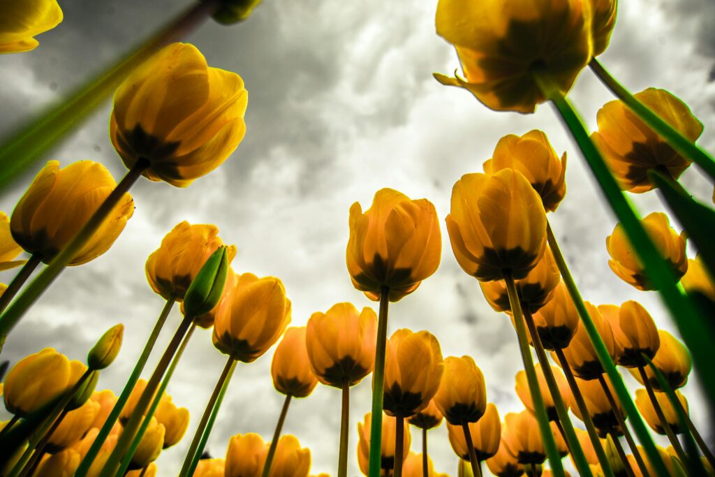Bright yellow tulips blooming under a cloudy sky in Istanbul.